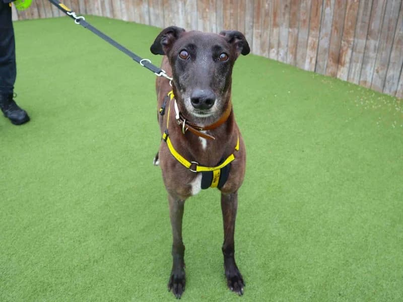 Ollie, male 6yo Greyhound for adoption at Dogs Trust Harefield, Harefield