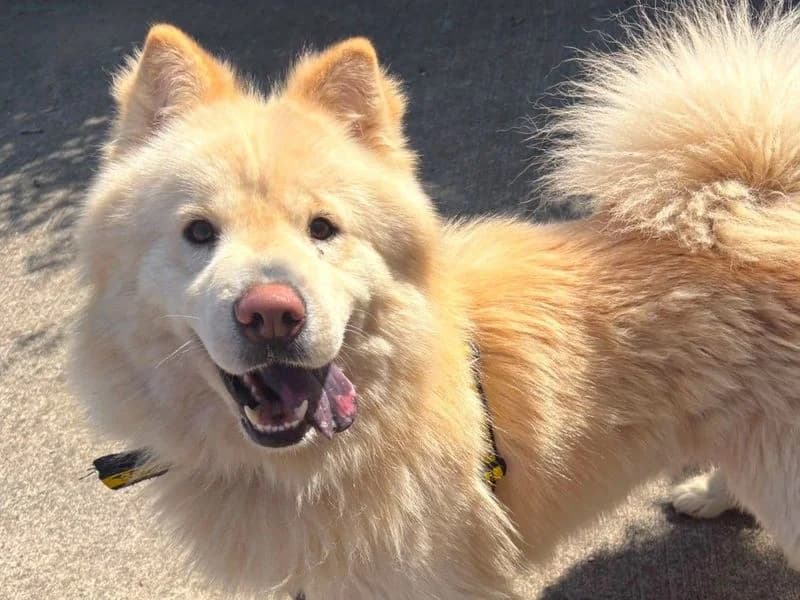 Sonny, male 5yo mixed breed for adoption at Dogs Trust Harefield, Harefield