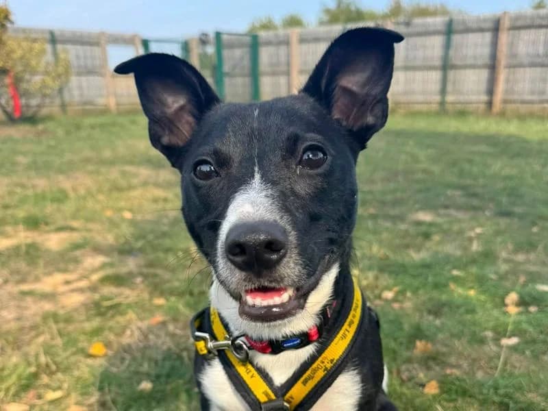 Wraggles, male young Jack Russell Terrier for adoption at Dogs Trust Harefield, Harefield
