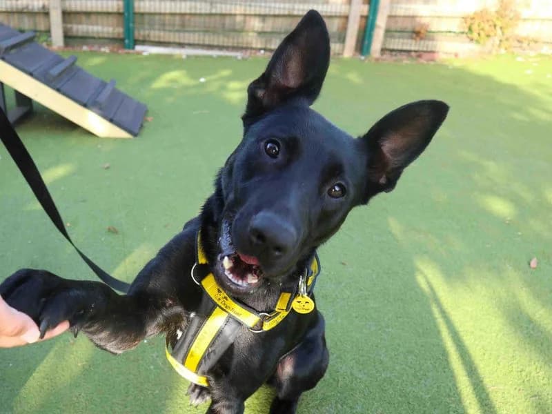 Venus, female young mixed breed for adoption at Dogs Trust Harefield, Harefield