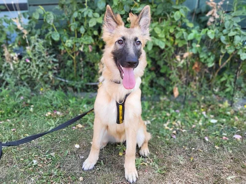 Ella, female puppy Belgian Malinois for adoption at Dogs Trust Harefield, Harefield