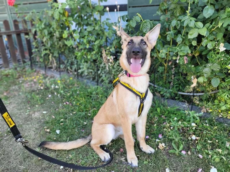 Cersei, female puppy Belgian Malinois for adoption at Dogs Trust Harefield, Harefield