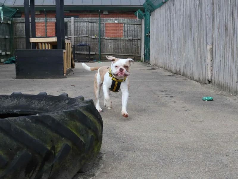 Captain Crumpet, male 3yo English Bulldog for adoption at Dogs Trust Harefield, Harefield