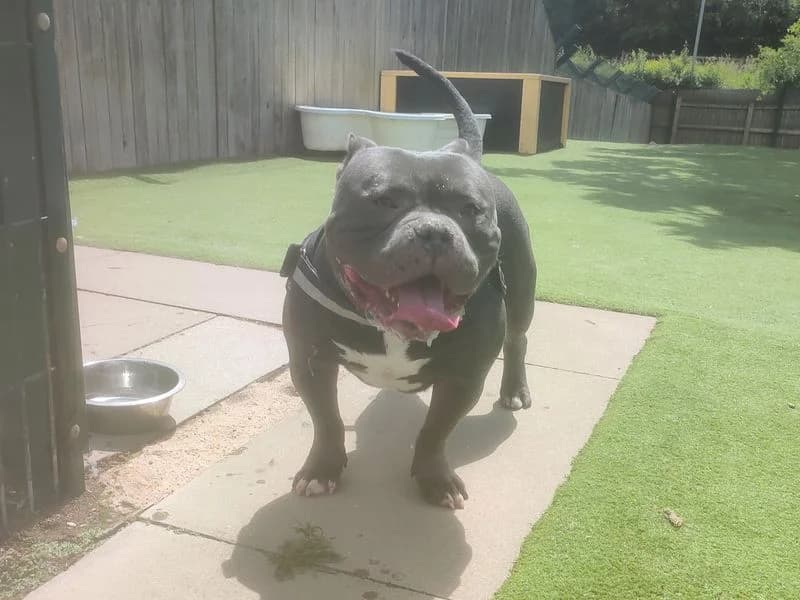 Zeus, male 4yo mixed breed for adoption at Dogs Trust Harefield, Harefield