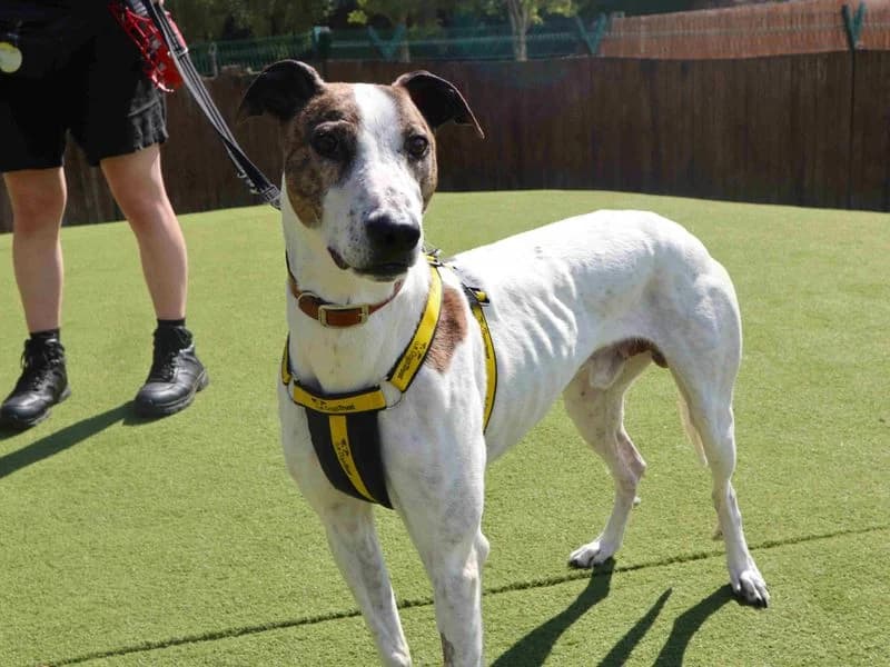 Ravioli, male 5yo Lurcher for adoption at Dogs Trust Harefield, Harefield