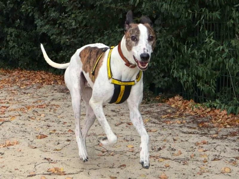 Ravioli, male 5yo Lurcher for adoption at Dogs Trust Harefield, Harefield
