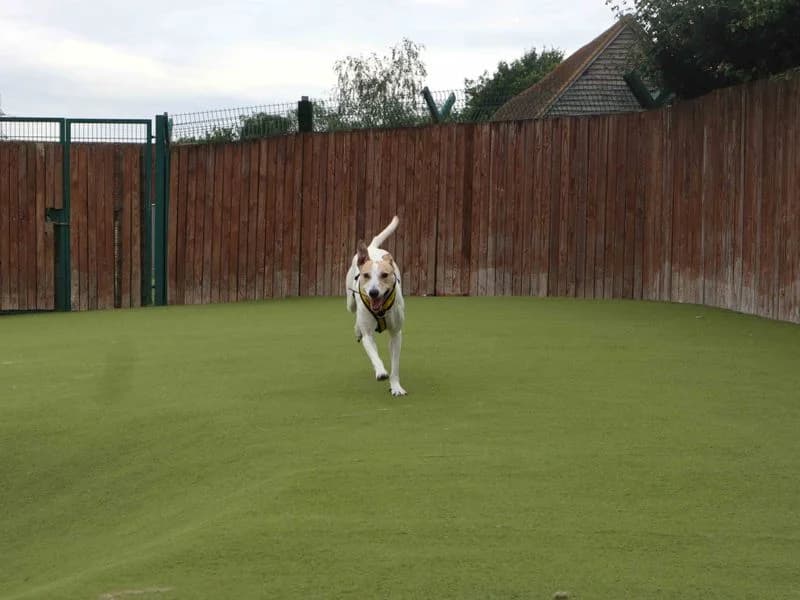 Matcha, female 3yo Lurcher for adoption at Dogs Trust Harefield, Harefield