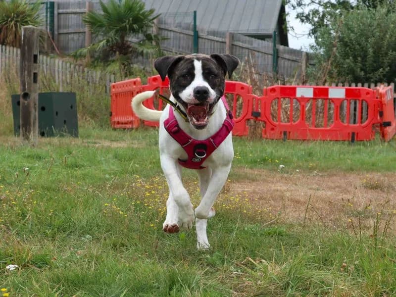 Lyra, female young Staffordshire Bull Terrier for adoption at Dogs Trust Harefield, Harefield