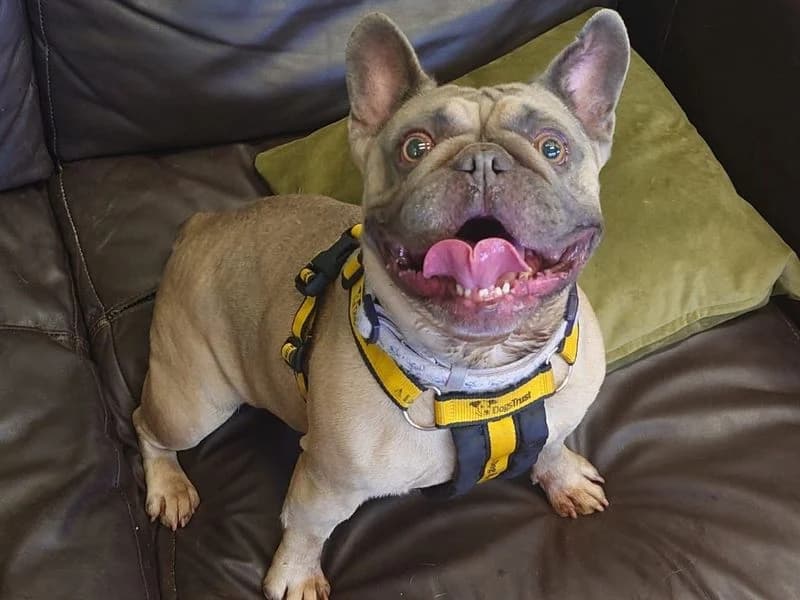 Balou, female 5yo English Bulldog for adoption at Dogs Trust Harefield, Harefield
