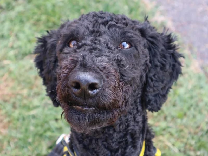 Charlie, male young Poodle for adoption at Dogs Trust Harefield, Harefield