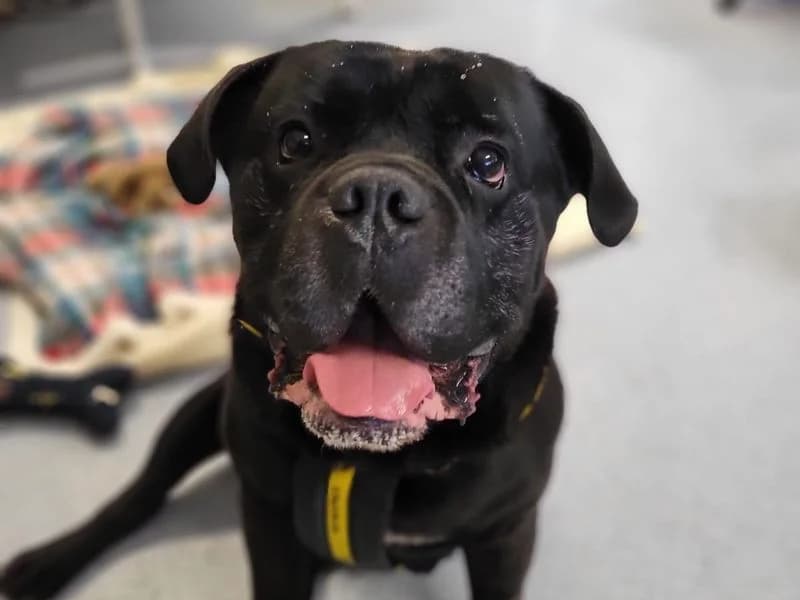 Bug, male 6yo Cane Corso for adoption at Dogs Trust Harefield, Harefield
