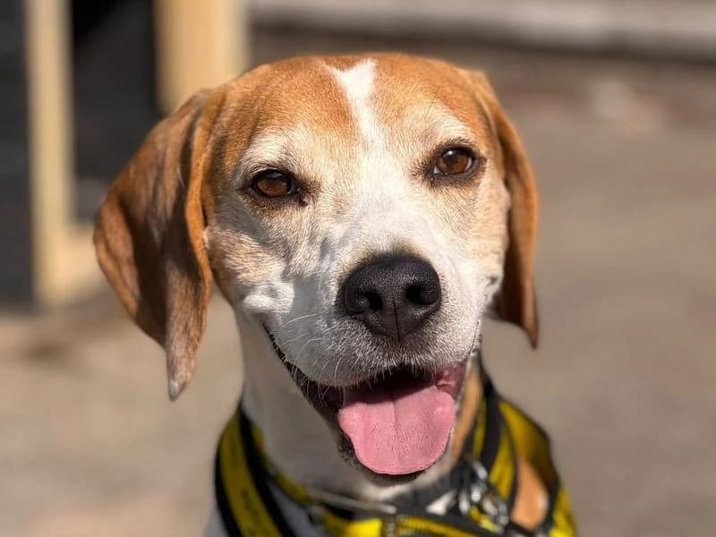 Pasta, male 5yo Beagle for adoption at Dogs Trust Harefield, Harefield