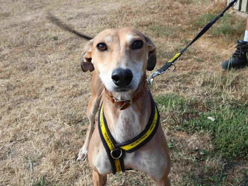 Dolly, female 4yo Lurcher for adoption at Dogs Trust Harefield, Harefield
