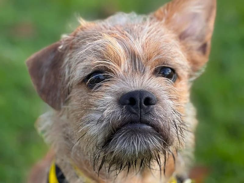 Spaghetti, male puppy Border Collie for adoption at Dogs Trust Harefield, Harefield