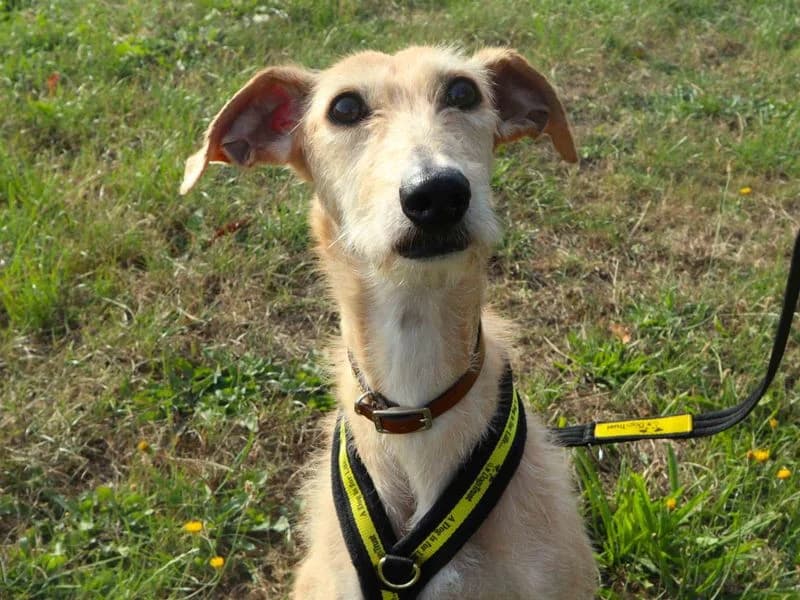 Minnie, female 6yo Lurcher for adoption at Dogs Trust Harefield, Harefield