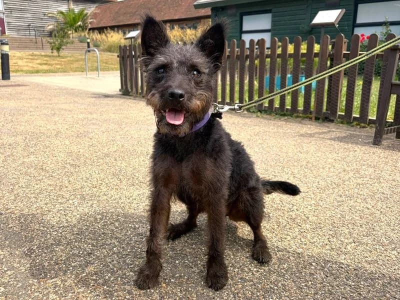 Hazel, female young mixed breed for adoption at Dogs Trust Harefield, Harefield