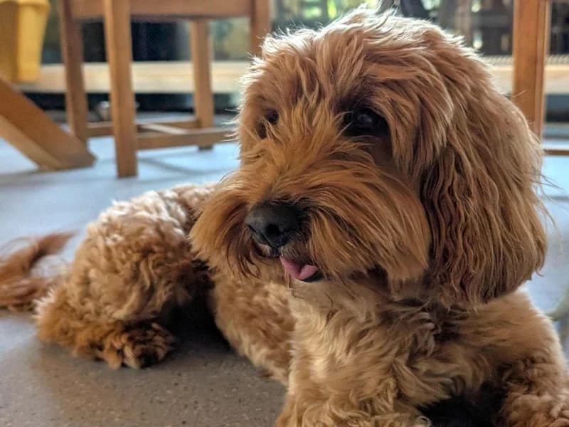 Marlo, male 5yo Poodle for adoption at Dogs Trust Harefield, Harefield