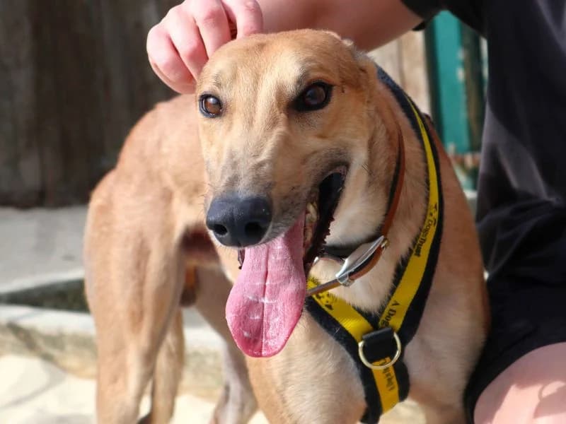 Ocean, male young Greyhound for adoption at Dogs Trust Harefield, Harefield