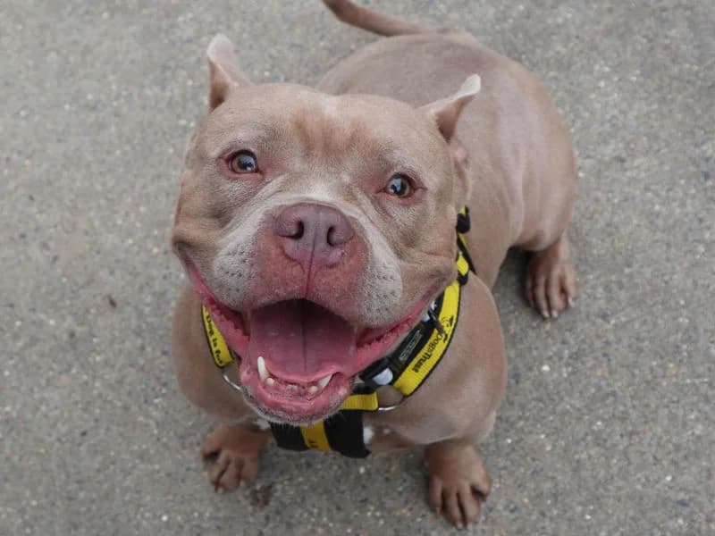 Fifi, female young English Bulldog for adoption at Dogs Trust Harefield, Harefield