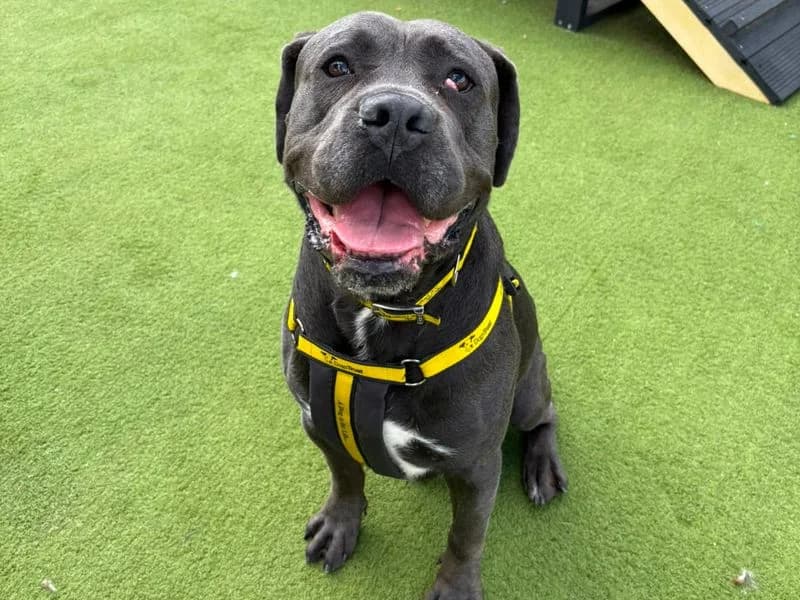 Frank, male young Cane Corso for adoption at Dogs Trust Harefield, Harefield