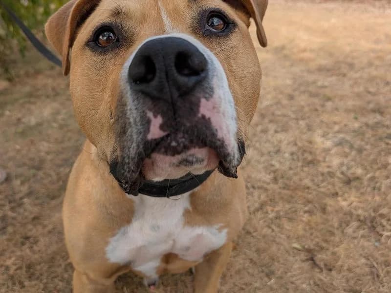 Dozer, male 5yo English Bulldog for adoption at Dogs Trust Harefield, Harefield