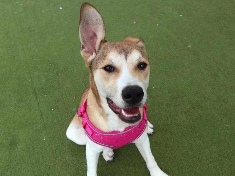 Stamford, female puppy Akita for adoption at Dogs Trust Harefield, Harefield