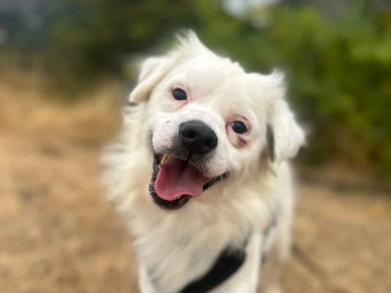 Rupert, male 7yo Jack Russell Terrier for adoption at Dogs Trust Harefield, Harefield