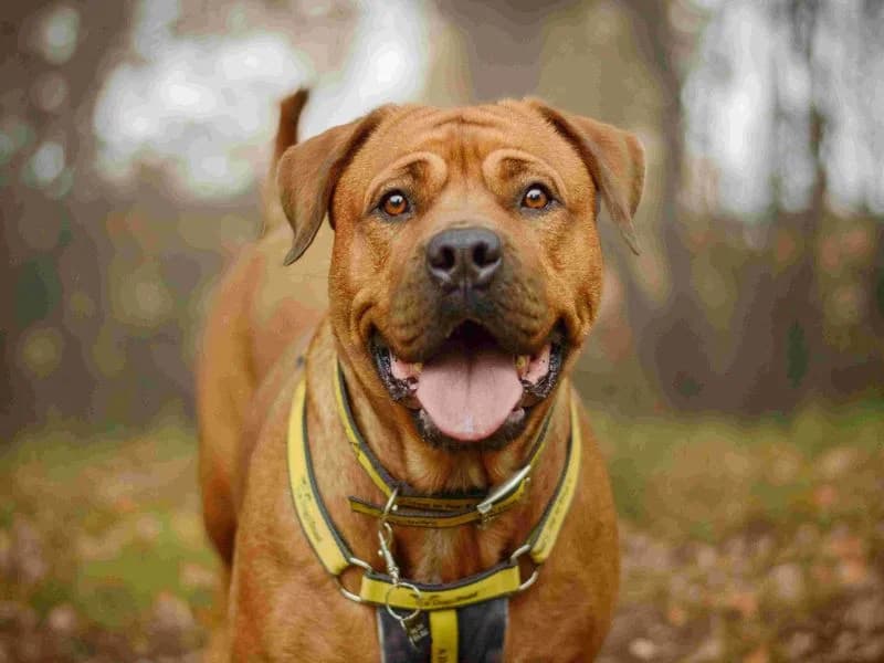 Wanda, female young Mastiff for adoption at Dogs Trust Harefield, Harefield