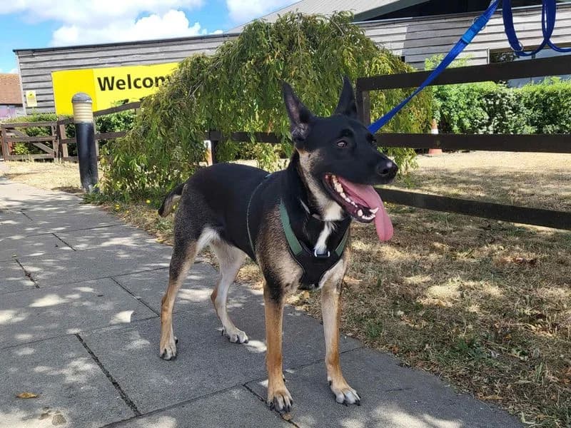 Luna, female 3yo mixed breed for adoption at Dogs Trust Harefield, Harefield