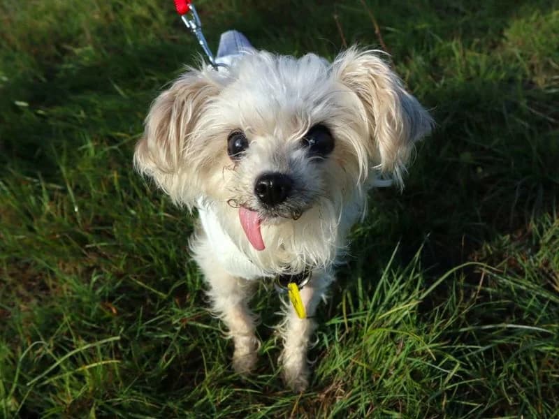 Chanel, female senior Yorkshire Terrier for adoption at Dogs Trust Harefield, Harefield