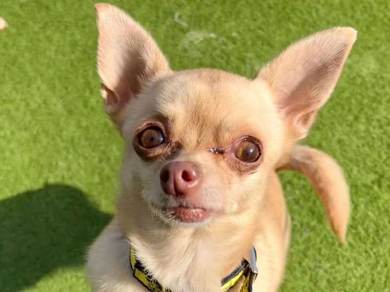 Tallulah, female senior Chihuahua for adoption at Dogs Trust Harefield, Harefield