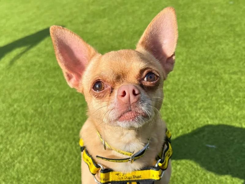 Peggy, female 7yo Chihuahua for adoption at Dogs Trust Harefield, Harefield