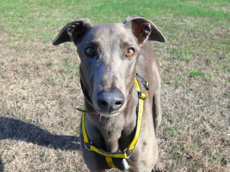 Long John Silver, male 5yo Greyhound for adoption at Dogs Trust Harefield, Harefield