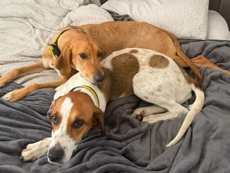 Minnie Trailhound, female 4yo mixed breed for adoption at Dogs Trust Harefield, Harefield
