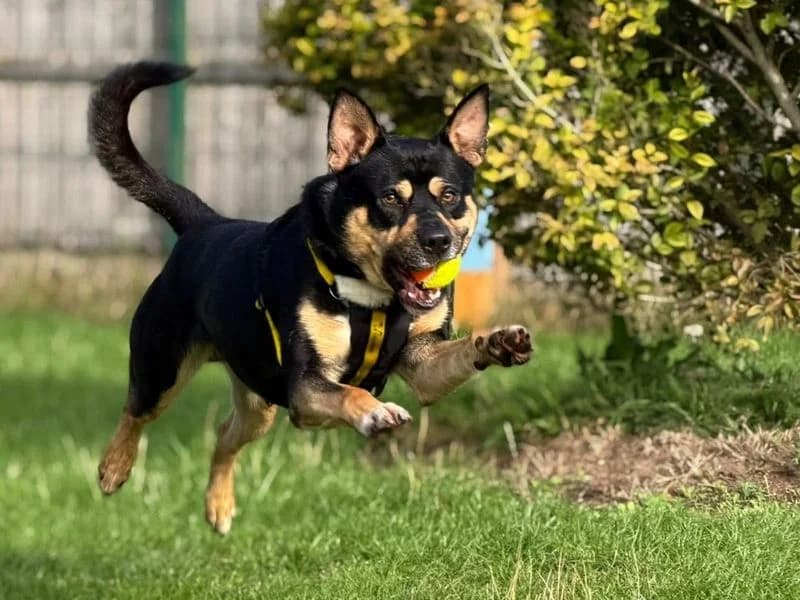 Rocko, male young Alaskan Malamute for adoption at Dogs Trust Harefield, Harefield