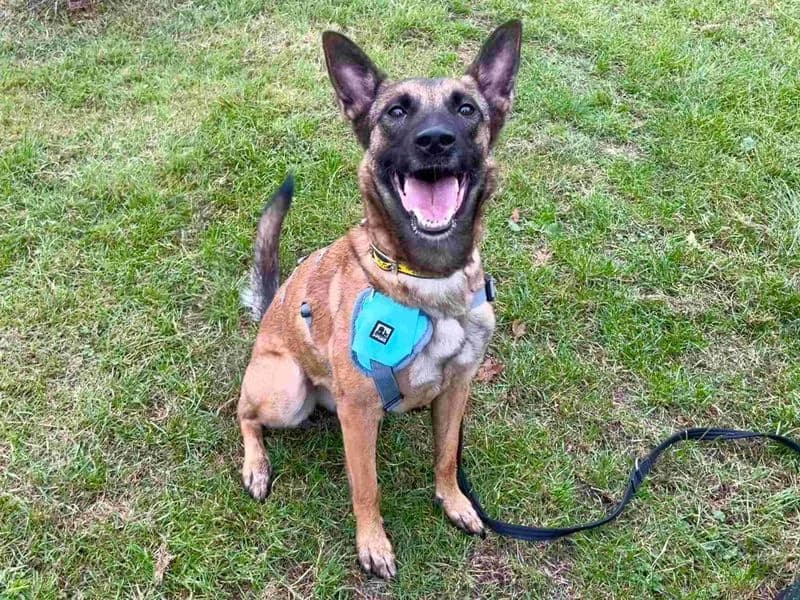 Arwen, female young Belgian Malinois for adoption at Dogs Trust Harefield, Harefield