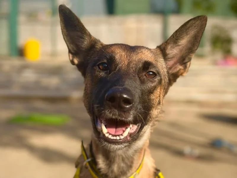 Arwen, female young Belgian Malinois for adoption at Dogs Trust Harefield, Harefield