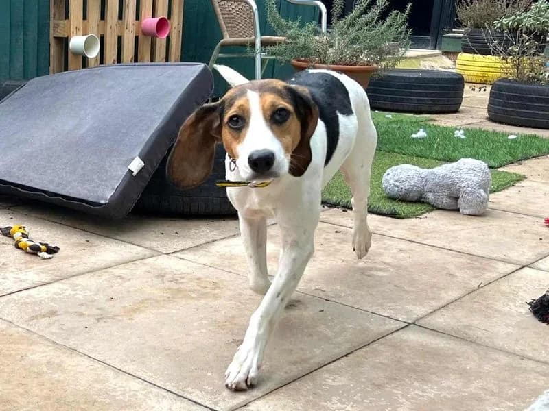 Bamba, female 3yo mixed breed for adoption at Dogs Trust Harefield, Harefield