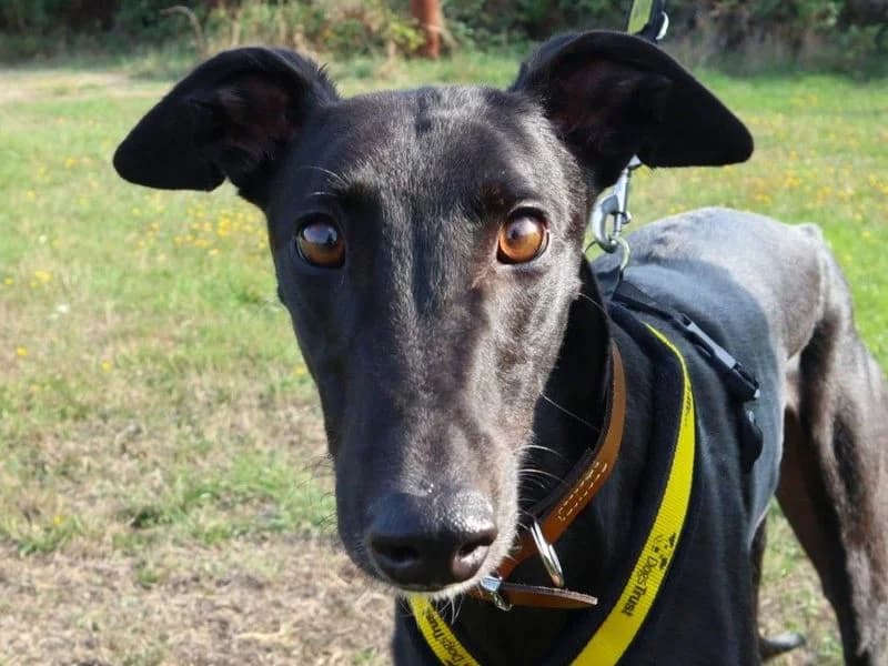 Vinny, male young Greyhound for adoption at Dogs Trust Harefield, Harefield