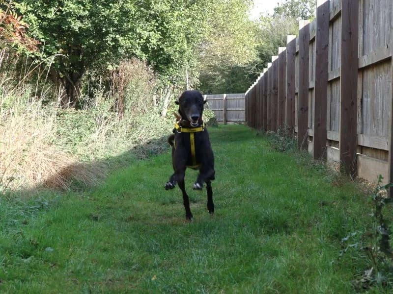 Manhattan, male 4yo Greyhound for adoption at Dogs Trust Harefield, Harefield