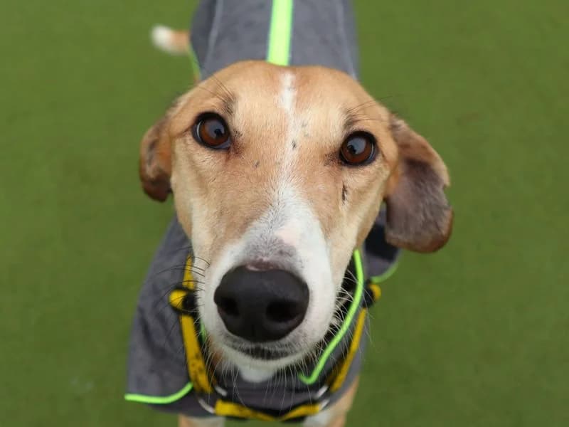 Biscotti, male 5yo Lurcher for adoption at Dogs Trust Harefield, Harefield