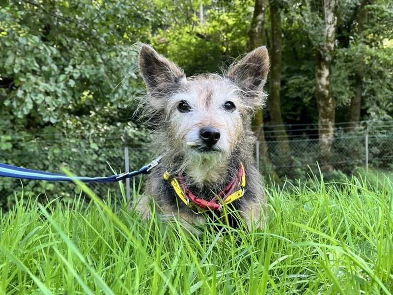 Lady, female senior Mixed Breed for adoption at Dogs Trust Ilfracombe, Ilfracombe