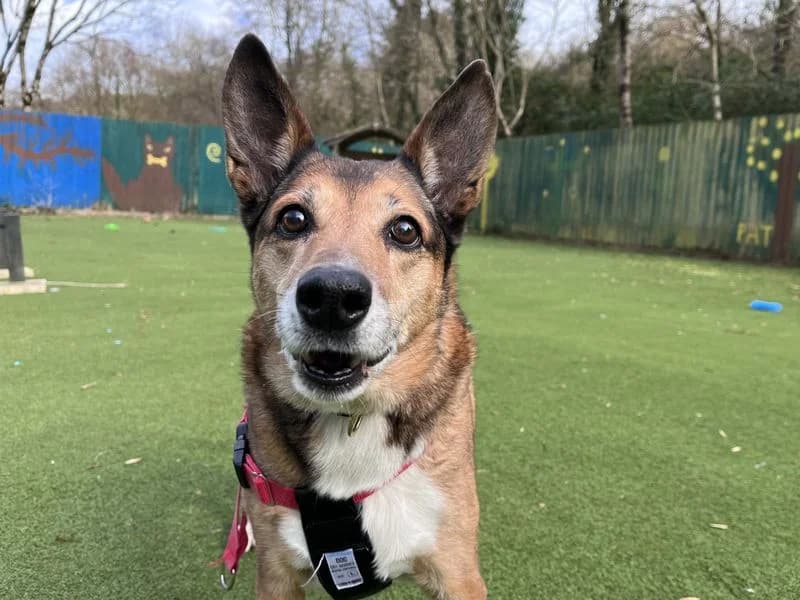 Kim, female senior Border Collie for adoption at Dogs Trust Ilfracombe, Ilfracombe