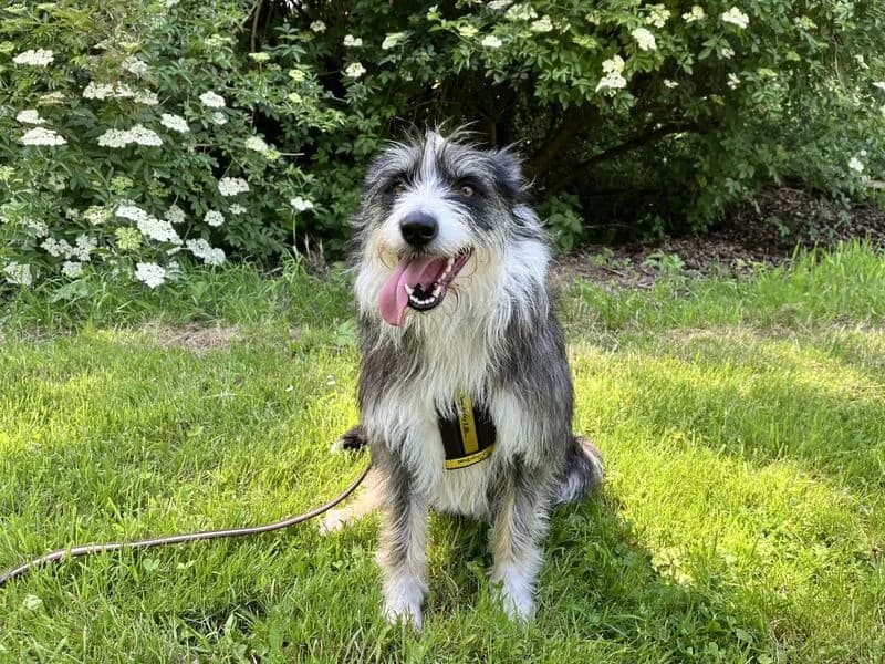 Connie, female 3yo Border Collie for adoption at Dogs Trust Ilfracombe, Ilfracombe