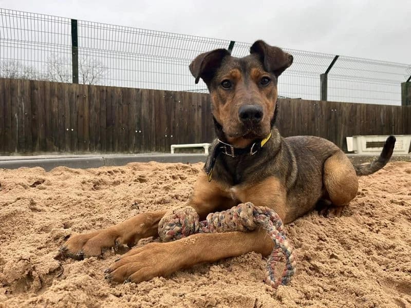 Jac, male 6yo mixed breed for adoption at Dogs Trust Ilfracombe, Ilfracombe
