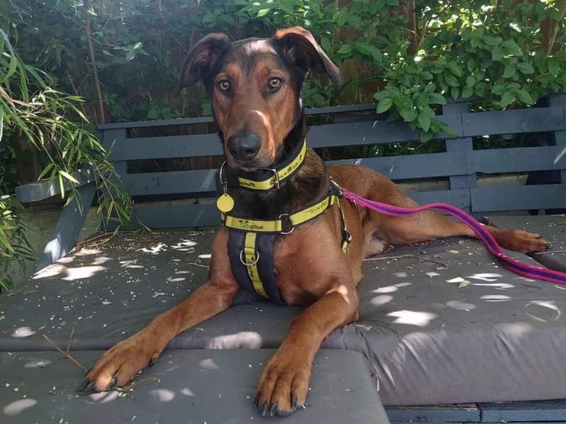 Jac, male 6yo mixed breed for adoption at Dogs Trust Ilfracombe, Ilfracombe