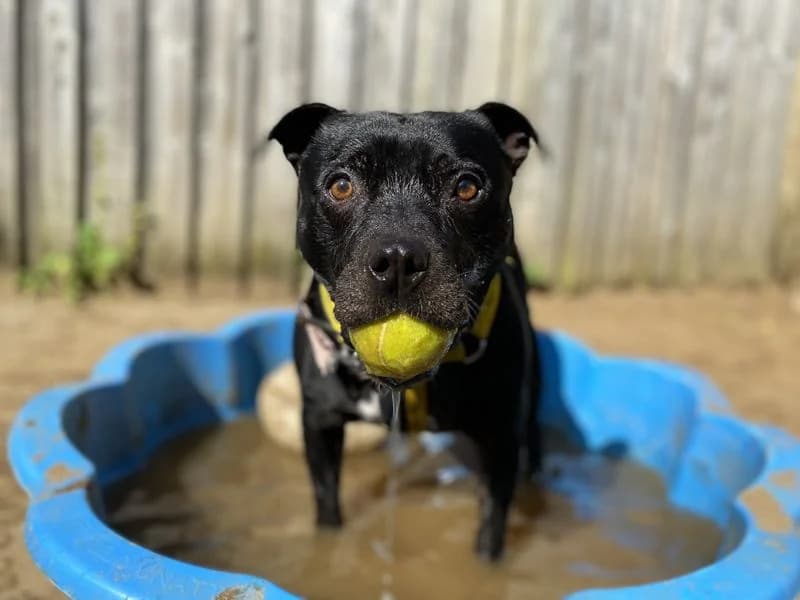 Wiley, male senior Staffordshire Bull Terrier for adoption at Dogs Trust Ilfracombe, Ilfracombe