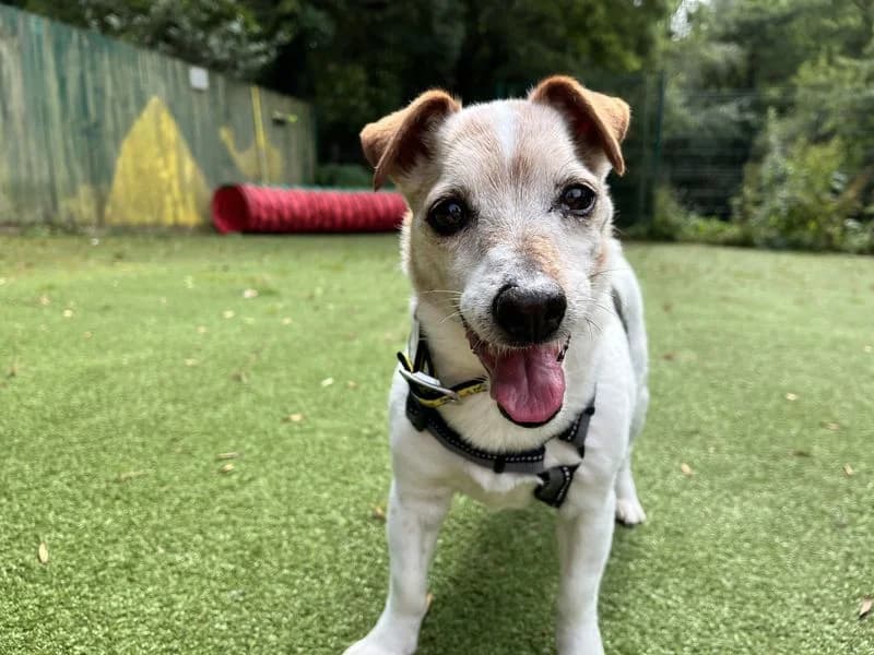 Tilly, female senior Jack Russell Terrier for adoption at Dogs Trust Ilfracombe, Ilfracombe