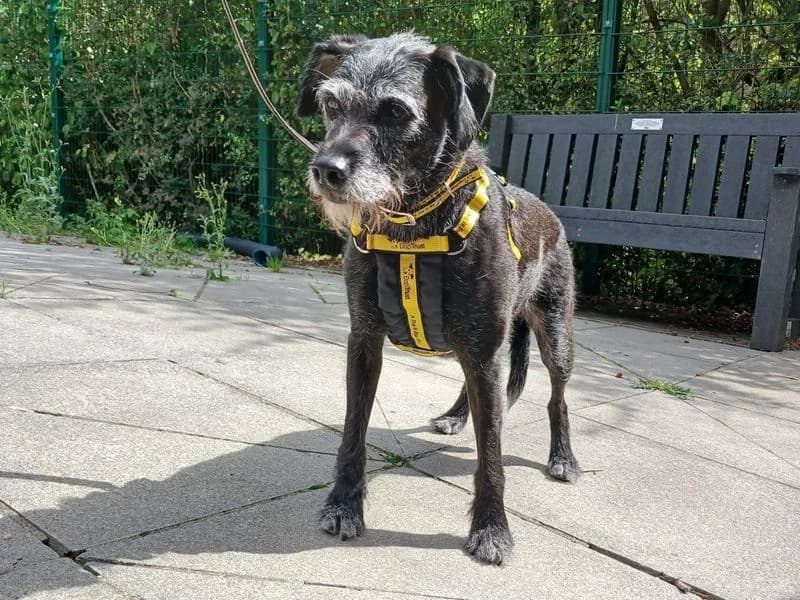 Kizzi, female senior mixed breed for adoption at Dogs Trust Ilfracombe, Ilfracombe