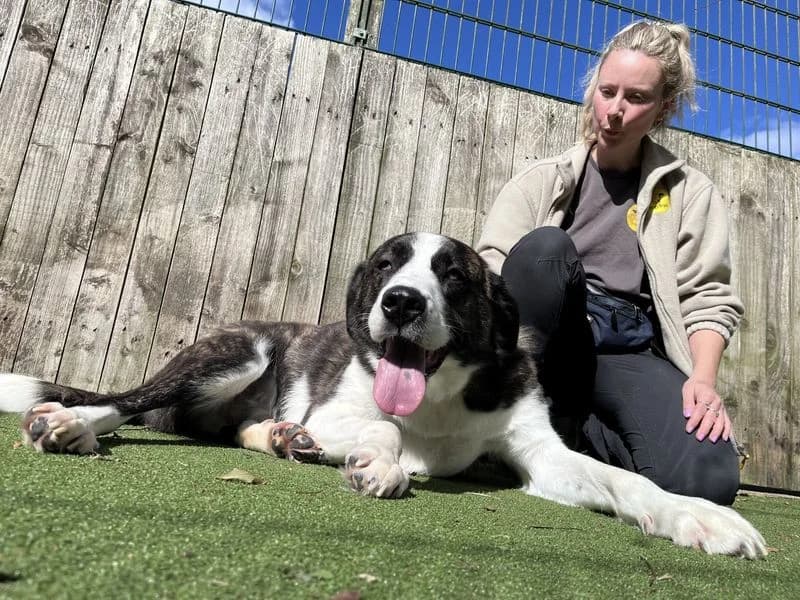 Bryn, male 4yo Saint Bernard for adoption at Dogs Trust Ilfracombe, Ilfracombe